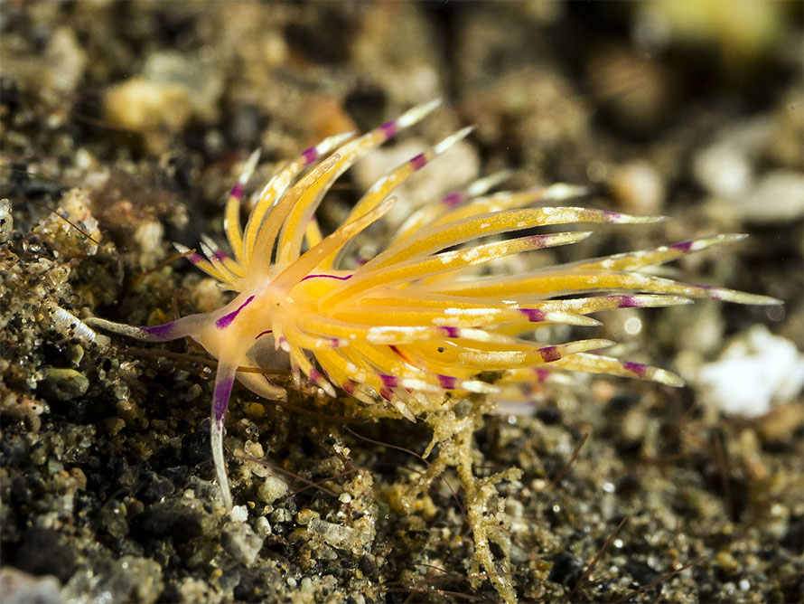 Unidentia sp. G